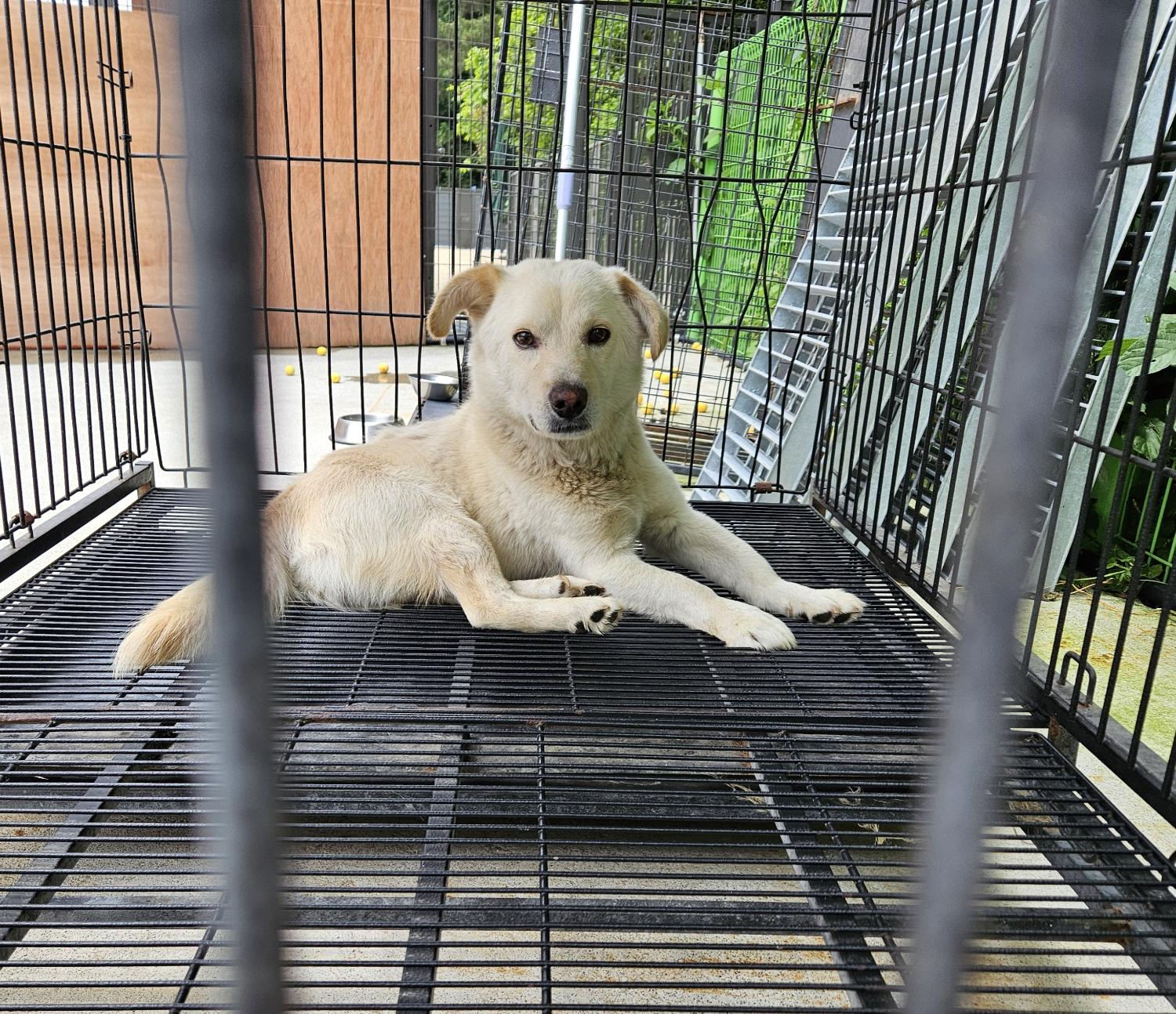 통영시동물보호센터_448533202400502